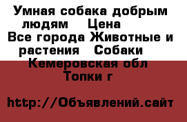 Умная собака добрым людям. › Цена ­ 100 - Все города Животные и растения » Собаки   . Кемеровская обл.,Топки г.